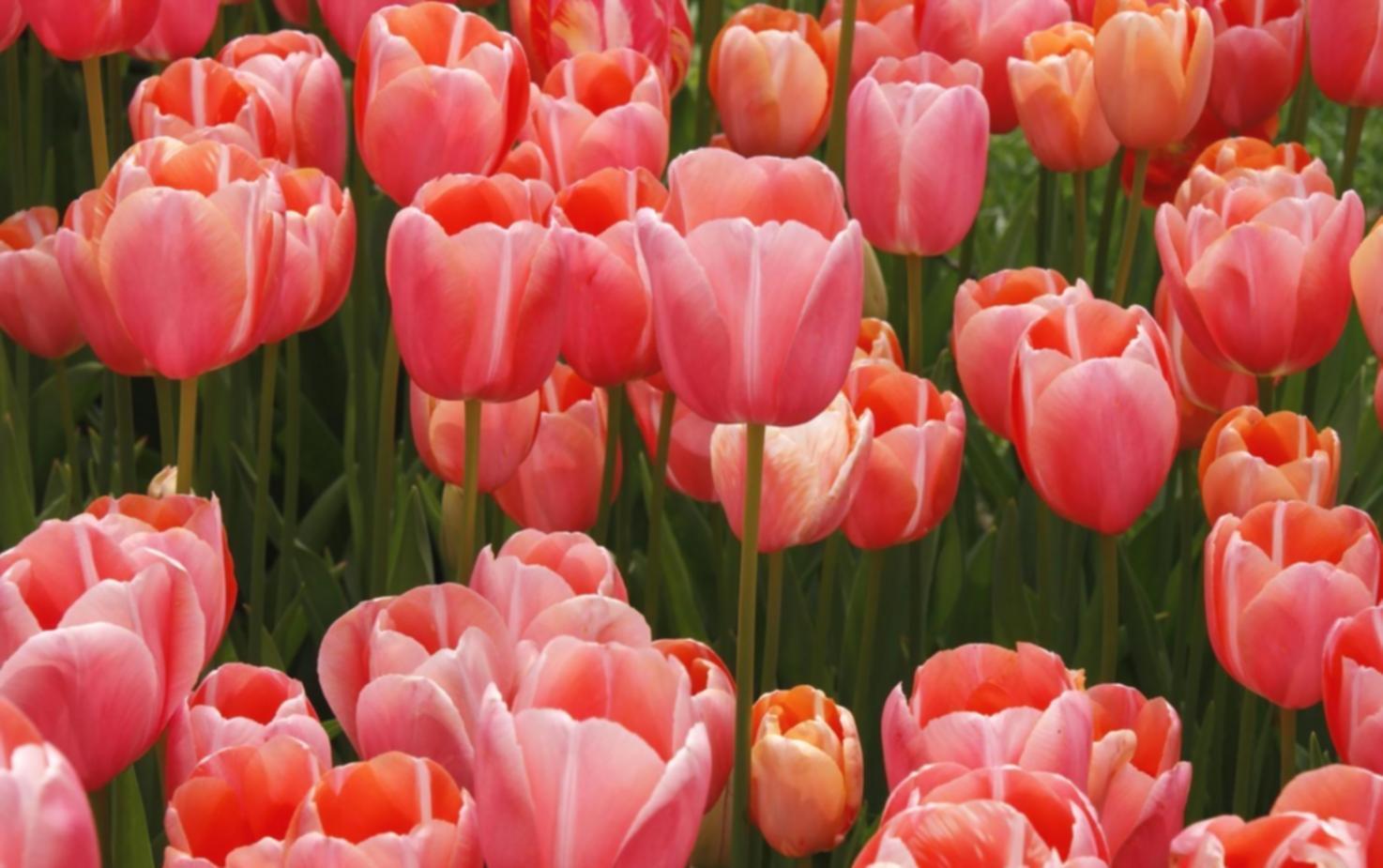 Proceso creativo de diseño floral en Kylion